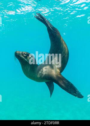 Leone marino delle Galapagos (Zalophus wollebaeki) a gioco sott'acqua, Punta Pitt, Isola di San Cristobal, Isole Galapagos, sito patrimonio dell'umanità dell'UNESCO, Ecuador Foto Stock