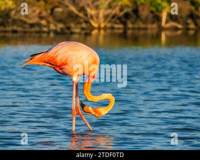 fenicottero americano adulti (Phoenicopterus ruber) che si nutrono di gamberi artesmia, isola di Rabida, isole Galapagos, sito patrimonio dell'umanità dell'UNESCO, Ecuador Foto Stock