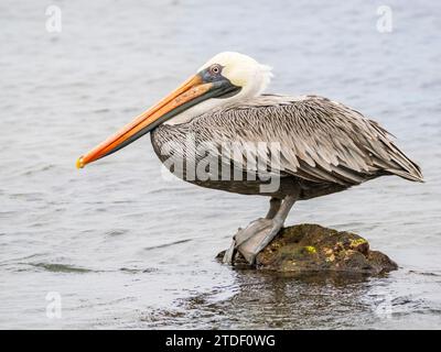 Pellicano marrone adulto (Pelecanus occidentalis), a Buccaneer Cove, Isola di Santiago, Isole Galapagos, sito patrimonio dell'umanità dell'UNESCO, Ecuador Foto Stock