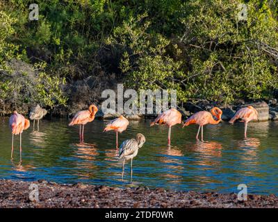 Un gregge di fenicotteri americani (Phoenicopterus ruber) che si nutrono di gamberi artesmia, l'isola di Rabida, le isole Galapagos, patrimonio dell'umanità dell'UNESCO, Ecuador Foto Stock