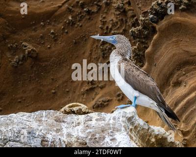 Adulti con i piedi blu (Sula nebouxii) su speroni rocciosi sull'isola di Isabela, sulle isole Galapagos, sito patrimonio dell'umanità dell'UNESCO, Ecuador, Sud America Foto Stock