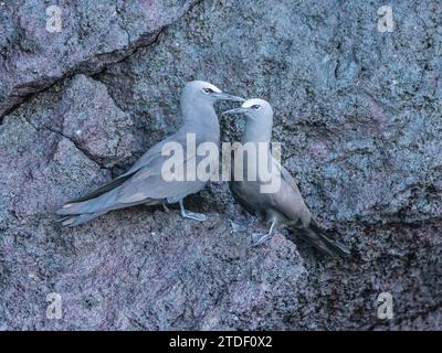 Un paio di noddie marroni per adulti (Anous stolidus), sullo sperone roccioso dell'isola Isabela, delle isole Galapagos, sito patrimonio dell'umanità dell'UNESCO, Ecuador Foto Stock