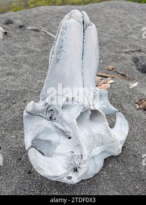 Cranio di una balena pilota a pinna corta (Globicephala Macrorhynchus), Urbina Beach, Isabela Island, Galapagos Islands, sito patrimonio dell'umanità dell'UNESCO Foto Stock