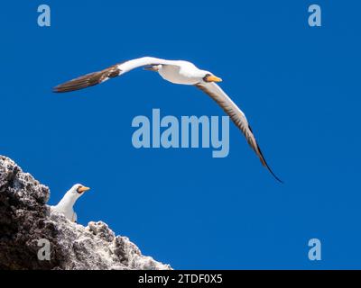 Un Nazca Booby (Sula granti) adulto, in volo a Buccaneer Cove, Isola di Santiago, Isole Galapagos, sito patrimonio dell'umanità dell'UNESCO, Ecuador Foto Stock