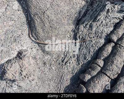 Un pilota adulto delle Galapagos (Pseudalsophis biserialis) sulla lava di pahoehoe sull'isola Fernandina, sulle isole Galapagos, patrimonio dell'umanità dell'UNESCO, Ecuador Foto Stock