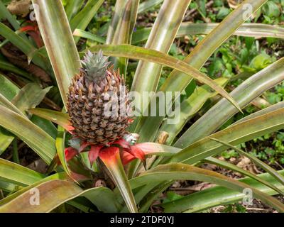 Ananas (Ananas comosus) che cresce presso la fattoria idroponica Granja Integral Ochoa, l'isola di Santa Cruz, le isole Galapagos, patrimonio dell'umanità dell'UNESCO Foto Stock