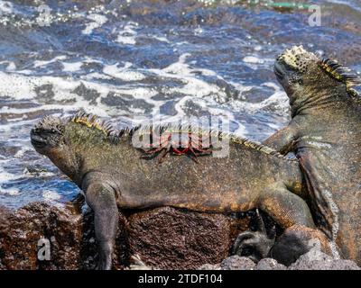 Un granchio Sally lightfoot (Grapsus grapsus) per adulti, su un'iguana marina sull'isola di Fernandina, Galapagos, sito patrimonio dell'umanità dell'UNESCO, Ecuador Foto Stock