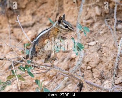 Un Uinta chipmunk adulto (Neotamias umbrinus), nel Bryce Canyon National Park, Utah, Stati Uniti d'America, Nord America Foto Stock