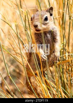 Uno scoiattolo macinato con mantelli dorati adulti (Callospermophilus lateralis), nel Bryce Canyon National Park, Utah, Stati Uniti d'America, Nord America Foto Stock