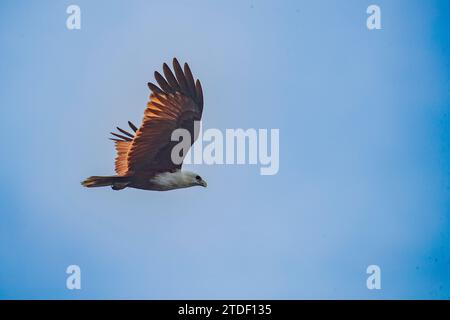 Un aquilone brahminico adulto (Haliastur indus), in volo vicino a Batu Hatrim, Raja Ampat, Indonesia, Sud-est asiatico, Asia Foto Stock