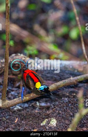 Un uccello di paradiso maschile di Wilson (Cicinnurus respublica), in mostra di corteggiamento sull'isola di Waigeo, Raja Ampat, Indonesia, Sud-est asiatico, Asia Foto Stock