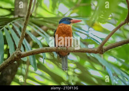 Un kingfisher adulto a becco di cicogne (Pelargopsis capensis), arroccato nella riserva nazionale di Tangkoko sull'isola di Sulawesi, Indonesia, Sud-est asiatico, Asia Foto Stock