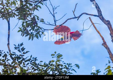 Un uccello di paradiso rosso adulto (Paradisaea rubra), in volo sull'isola di Gam, Raja Ampat, Indonesia, Sud-est asiatico, Asia Foto Stock