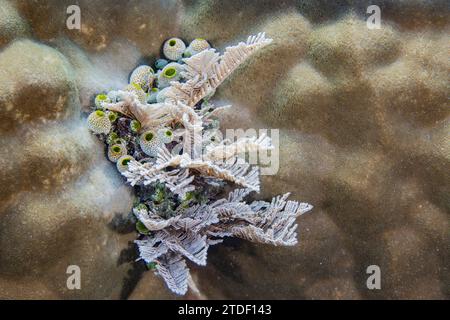 Una colonia di scoiattoli di mare a botte verde (Didemnum molle), sulla barriera corallina al largo dell'isola di Bangka, Indonesia, Sud-est asiatico, Asia Foto Stock