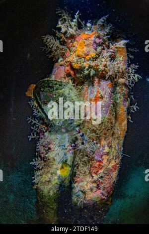 Un gamberetto di corallo (Stenopus hispidus) adulto, in una serata di snorkeling a Arborek Reef, Raja Ampat, Indonesia, Sud-est asiatico, Asia Foto Stock