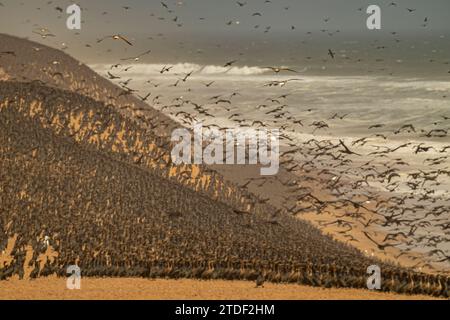 Massiccio numero di cormorani sulle dune di sabbia lungo la costa atlantica, il deserto del Namibe (Namib), il Parco Nazionale di Iona, Namibe, Angola, Africa Foto Stock