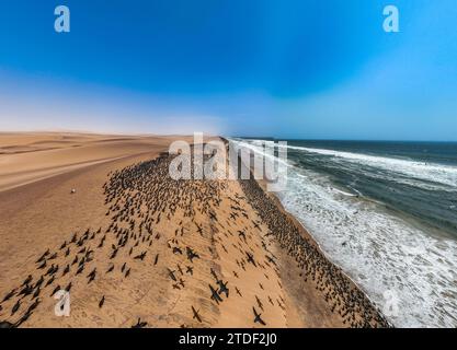 Aereo di un massiccio numero di cormorani sulle dune di sabbia lungo la costa atlantica, nel deserto del Namibe (Namib), nel parco nazionale di Iona, nel Namibe, in Angola, Africa Foto Stock
