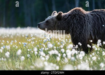 Orso bruno eurasiatico (Ursus arctos arctos) in palude riempita di erba di cotone fiorita (Eriophorum angustifolium), Finlandia, Europa Foto Stock