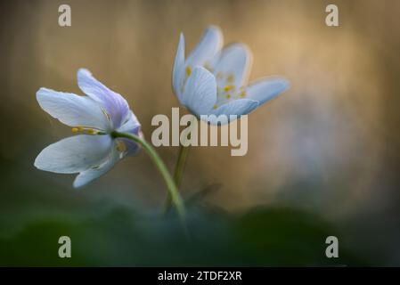Anemone di legno (Anemone nemorosa), fioritura, Regno Unito, Europa Foto Stock