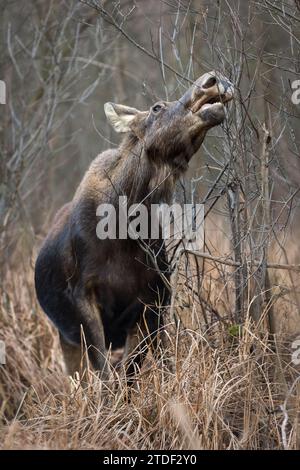 Alce eurasiatiche (Alces alces), alimentazione nella palude, Parco Nazionale di Biebrza, Polonia, Europa Foto Stock