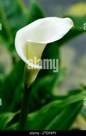 Zantedeschia aethiopica, giglio di calla, giglio di arum, fiore a forma di tromba bianca (spathes) Foto Stock