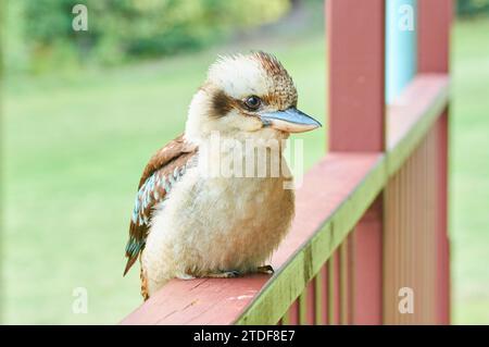 Un ritratto ravvicinato di un domino che ride Kookaburra, Dacelo novaeguineae, seduto su una ringhiera che guarda la macchina fotografica a Walpole, Australia Occidentale. Foto Stock