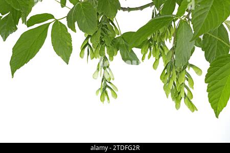 Acer negundo, l'anziano scatola, l'acero boxelder, l'acero Manitoba o la pianta di acero lievito di frassino isolato su sfondo bianco, ripresa in studio, spazio di copia Foto Stock