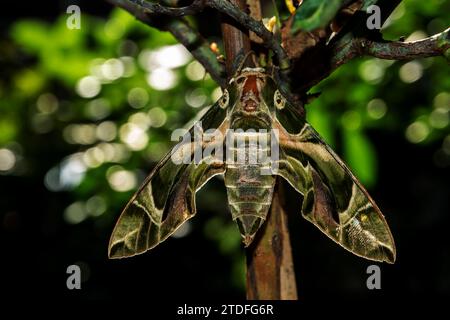 Foto ravvicinata di una falena di Oleander arroccata su un ramo Foto Stock