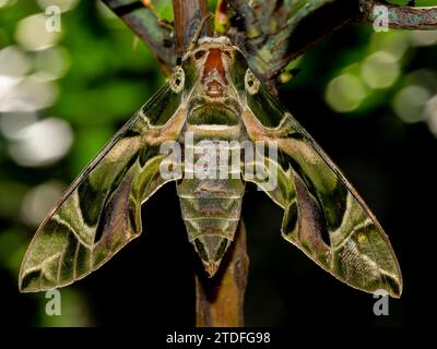 Foto ravvicinata di una falena di Oleander arroccata su un ramo Foto Stock