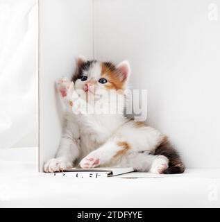 Ritratto di un curioso gattino a guscio di tartaruga in una scatola di cartone bianca. Foto Stock