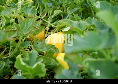 anguria che cresce sul terreno del giardino Foto Stock