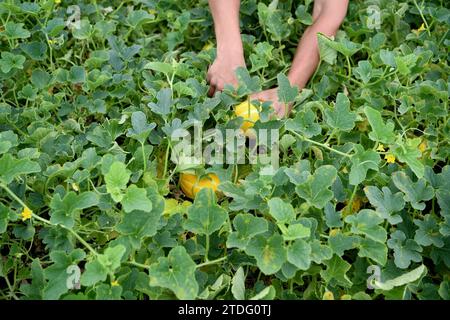 anguria che cresce sul terreno del giardino Foto Stock