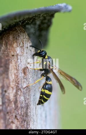 Lehmwespe, Ancistrocerus sp., Potter Wasp Foto Stock