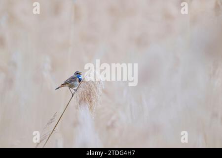 Blaukehlchen, Luscinia svecica, Gola azzurra a macchie bianche Foto Stock