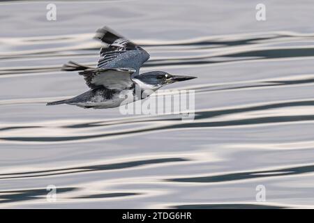 Kingfisher con cintura (Megaceryle alcyon) in volo Foto Stock