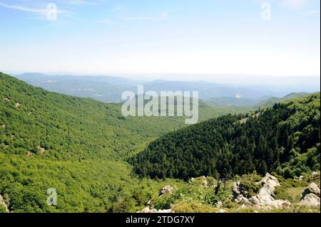 Abete d'argento europeo (Abies alba) a destra e faggio europeo (Fagus sylvatica) nella riserva della Biosfera di Montseny, provincia di Barcellona, Catalogna, Spagna. Foto Stock