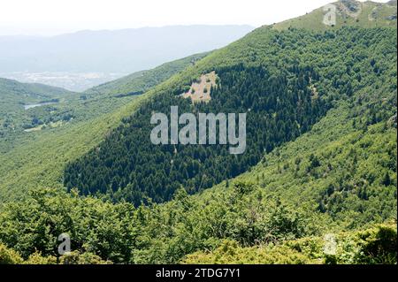 Abete rosso (Abies alba) e faggio europeo (Fagus sylvatica) nella Riserva della Biosfera di Montseny, provincia di Barcellona, Catalogna, Spagna. Foto Stock