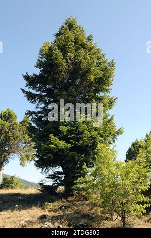 L'abete caucasico (Abies nordmanniana) è un albero di conifere originario del Caucaso e della Turchia. Questa foto è stata scattata in Turchia. Foto Stock