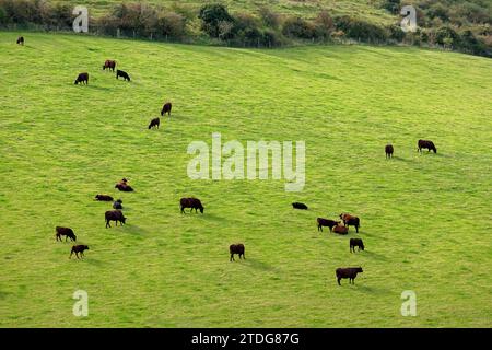 Bestiame su un prato vicino a Upper Beeding, South Downs, West Sussex, Inghilterra, Gran Bretagna Foto Stock