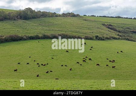 Bestiame su un prato vicino a Upper Beeding, South Downs, West Sussex, Inghilterra, Gran Bretagna Foto Stock