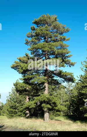 Il pino calabrese (Pinus nigra calabrica) è un albero di conifere originario della Calabria, della Sicilia e della Corsica. Questa foto è stata scattata sull'Etna, in Sicilia, in Italia. Foto Stock