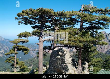 Il pino corso (Pinus nigra corsicana o Pinus nigra laricio) è un albero di conifere originario della Corsica. Questa foto è stata scattata ad Aiguilles de Bavella, Cor Foto Stock