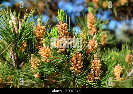 Il pino di Monterey (Pinus radiata) è un albero di conifere originario delle coste della California centrale e della bassa California. Fiori maschili e foglie dettaglio. Foto Stock