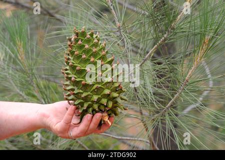 Il pino californiano o pino digger (Pinus sabiniana o Pinus sabineana) è un albero conifero endemico della California. Cono e foglie dettaglio. Questo Foto Stock