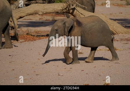 Giovanissimo elefante africano che cammina nel deserto, Damaraland, Namibia Foto Stock