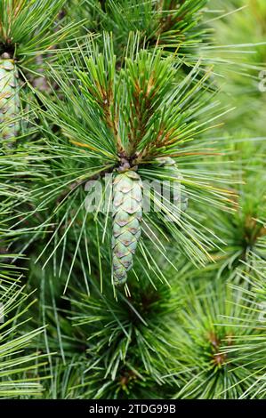 Il pino bhutan o pino himalayano (Pinus wallichiana) è un albero conifero originario delle montagne asiatiche dall'Afganistan alla Cina. Coni e foglie dettaglio. Foto Stock