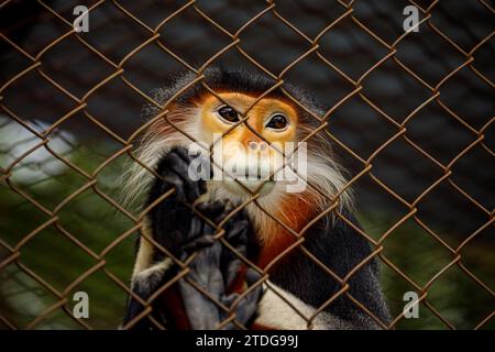 Scimmia di vestiti con zampe rosse alla giungla di Phoung della CUC Foto Stock