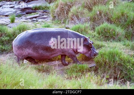 Passeggiata all'ippopotamo sulla riva del fiume Foto Stock