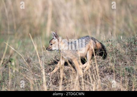 Cucciolo di jackal con spalle argentate vicino al den Foto Stock