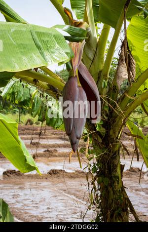 Fiore di banana appeso su un albero in Sri Lanka Foto Stock